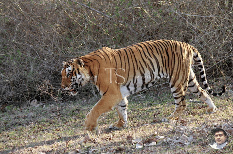 Bandipur Tiger Reserve, Short Escapes from Bangalore
