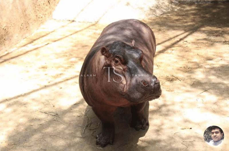 Bannerghatta National Park