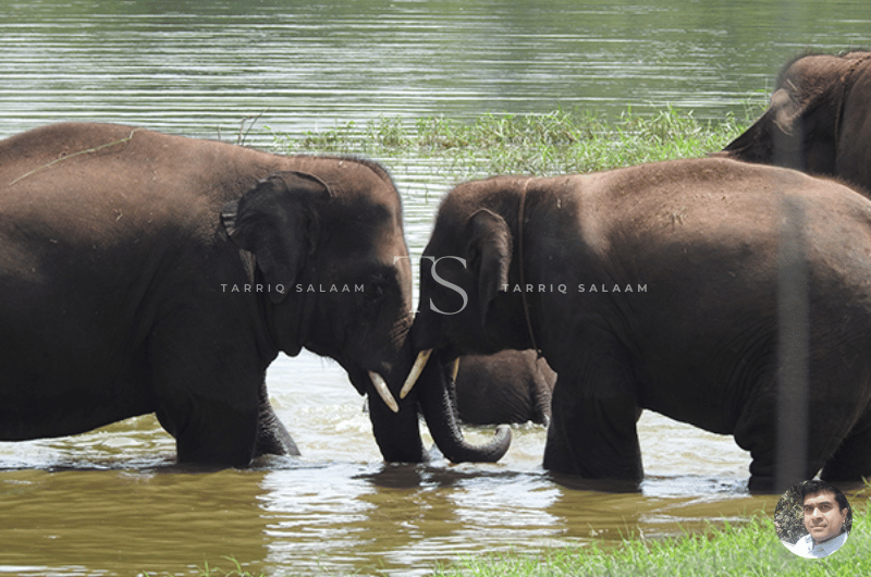 Bannerghatta National Park, Elephants