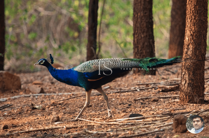 Bannerghatta National Park, Peacock