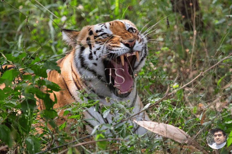Bannerghatta National Park