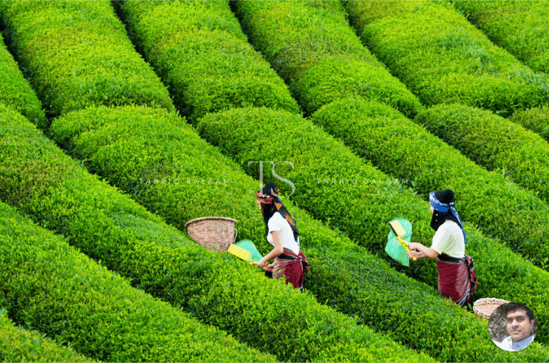 Infinitea Tea Estate