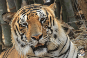 Bannerghatta National Park Bangalore