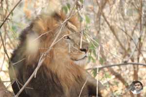 Bannerghatta National Park Bangalore
