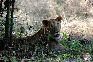 Bannerghatta National Park Bangalore