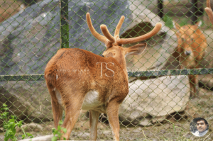 Bannerghatta National Park Bangalore