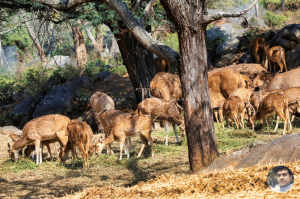 Bannerghatta National Park Bangalore