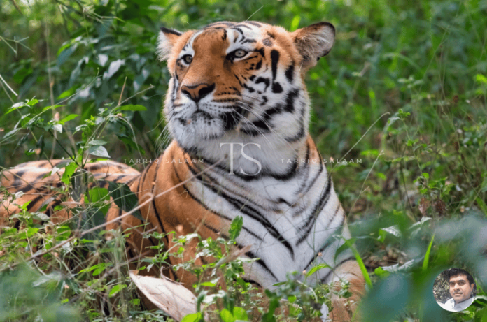 Bannerghatta National Park Bangalore
