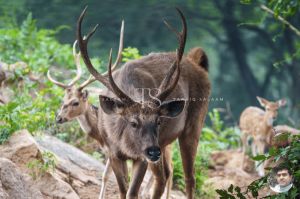 Bannerghatta National Park Bangalore