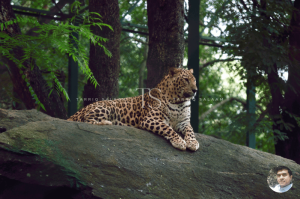 Bannerghatta National Park Bangalore