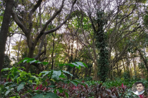 Bugle Rock Park, Bangalore