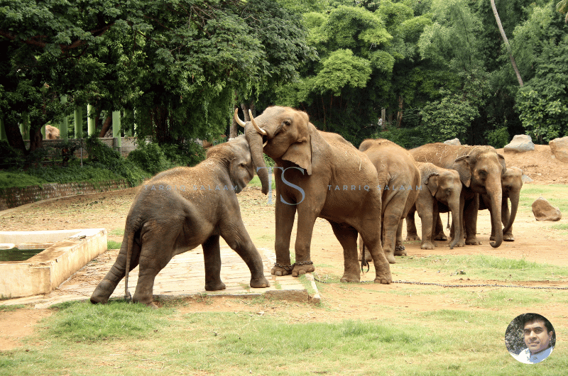 Mysore Zoo, Mysore