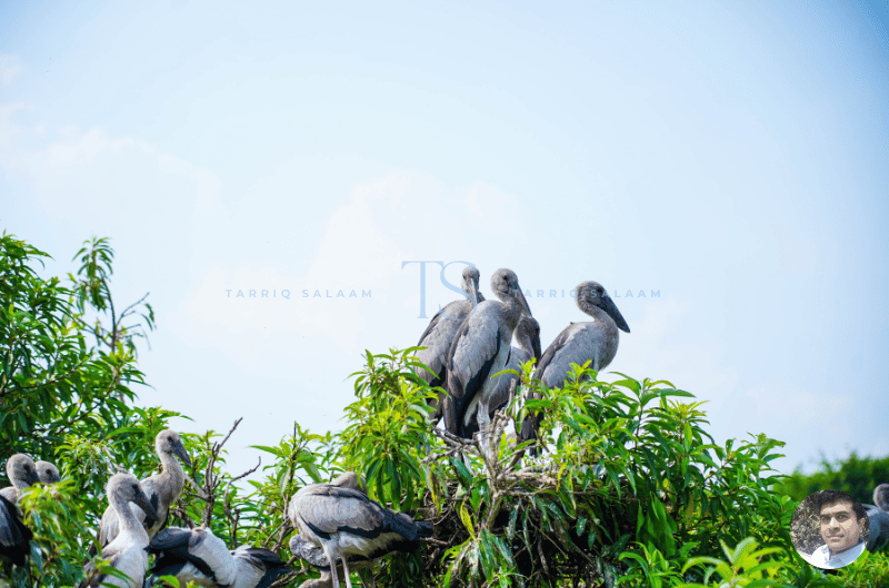 Ranganathittu Bird Sanctuary Mysore