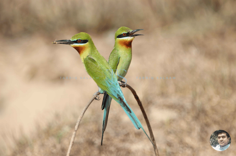 Birds at Ranganathittu Bird Sanctuary