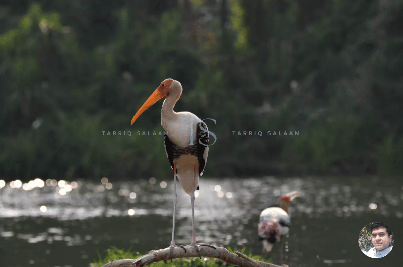 Contact Ranganathittu Bird Sanctuary