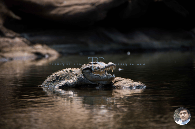 Crocodiles at Ranganathittu Bird Sanctuary