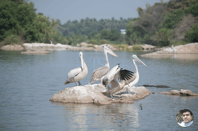 History of Ranganathittu Bird Sanctuary