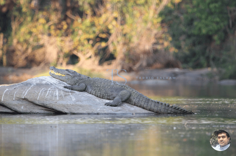 How to Reach Ranganathittu Bird Sanctuary