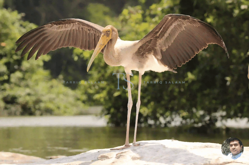 Key Attractions at Ranganathittu Bird Sanctuary