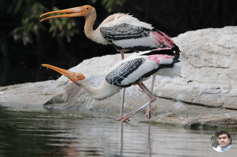 Rules to follow at Ranganathittu Bird Sanctuary