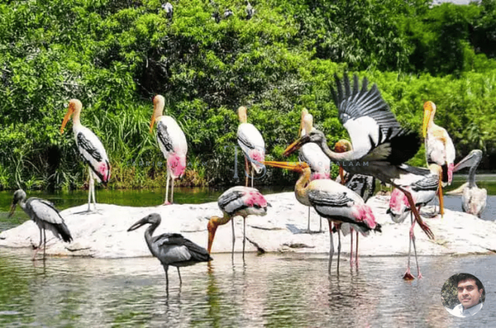 Ranganathittu Bird Sanctuary