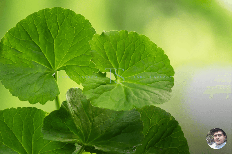 Indfrag Biosciences: Where Nature Meets Science (And Smells Amazing Doing It) 4 Beauty Ingredients: Nature’s Lab in Action