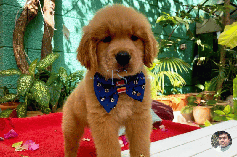 Pets at Yogisthaan, Indiranagar