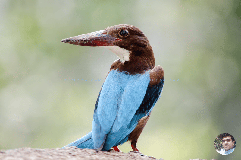Birds at Hesaraghatta Lake