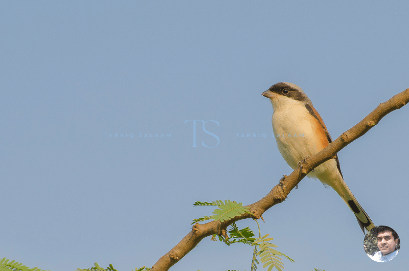 Hesaraghatta is made for photographers