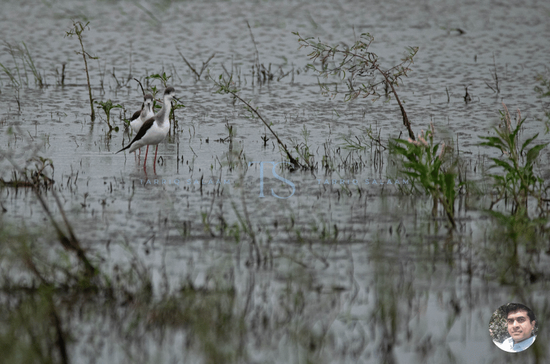 Hesaraghatta Lake